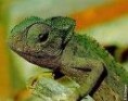 /album/galeria-de-fotos/camale%c3%a3o-jpg/